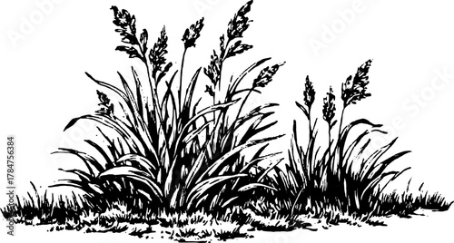 Grass plant engraving in vintage style. Black and white vector illustration featuring detailed foliage and natural elements, creating a classic botanical image.