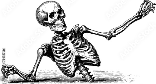 Skeleton art illustration in vintage style. A detailed black and white vector illustration showcasing human anatomy and retro design elements.