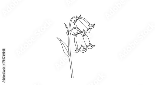 Simple line drawing of a bellflower with leaves  