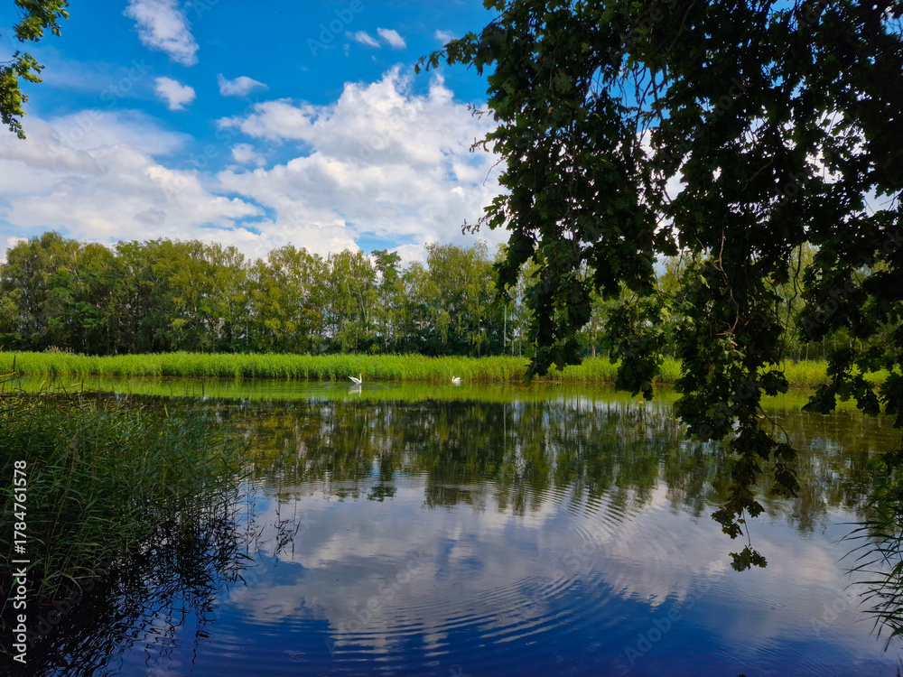 Fototapeta premium two white swans swim on lake. beautiful landscape with sky reflected in water