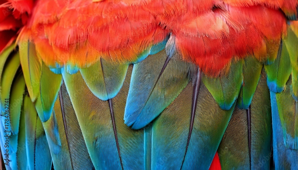 Obraz premium Vibrant Harlequin Macaw Feathers Texture Background Closeup Colorful Bird Plume Detail
