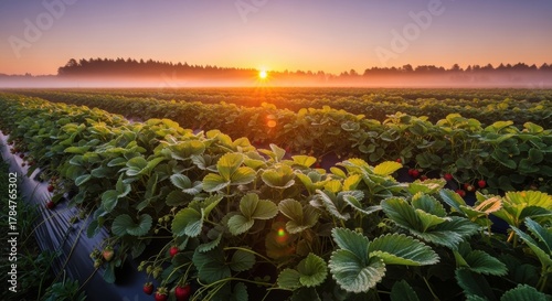 Sunrise Over Strawberry Field A Bountiful Harvest Awaits