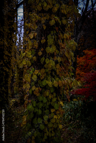 Tree trunk covered with vine leaves in a dark autumn forest