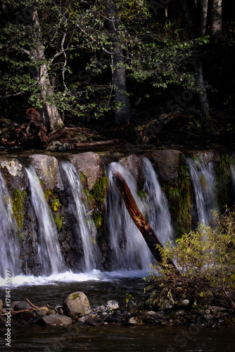 Small waterfall (weir) in a dark forest with a fallen log