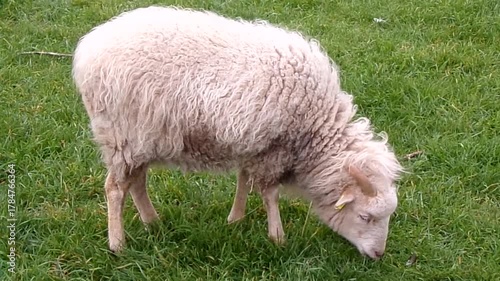 White sheep grazing in the grass