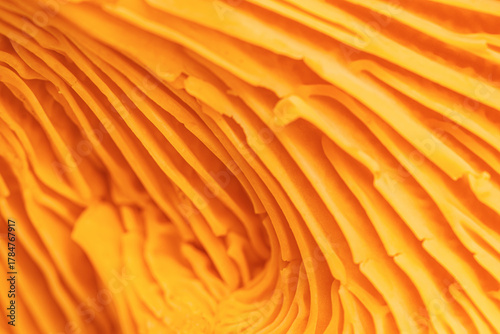 Abstract macro photo nature pattern from chanterelle mushrooms, close up texture of cap fungus. Bright vivid yellow orange colored backdrop, beauty nature, real forms and details, natural minimalism.