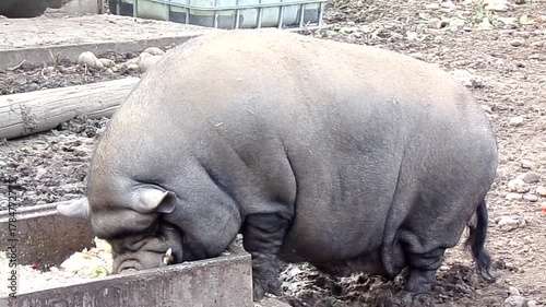 Pig eating