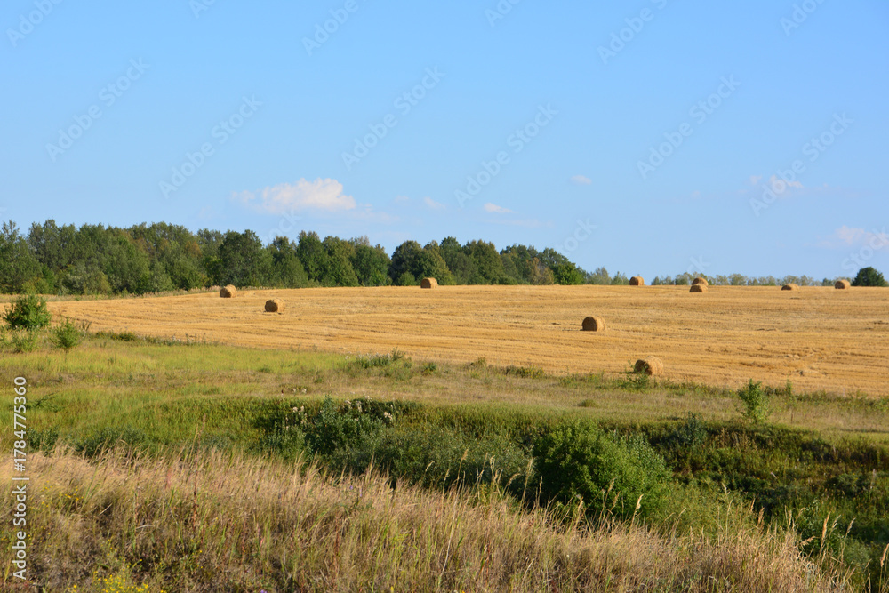 Obraz premium Golden Field with Hay Bales and a green forest Under a Blue Sky