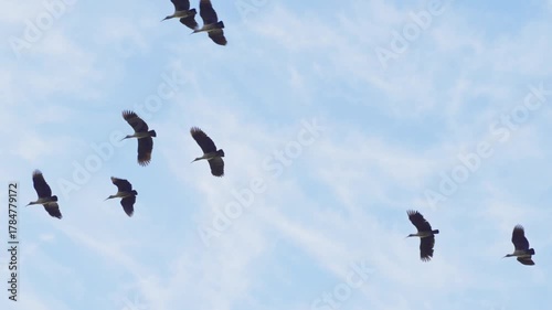 Flocks of migrating black ibises, along with the sound of birds chirping