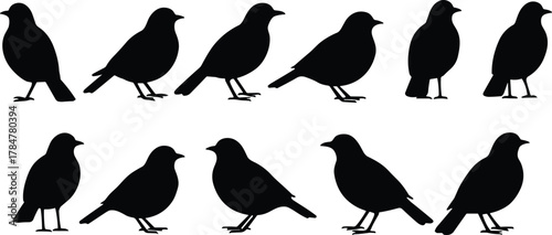 Bird silhouette vector set, black bird icons, standing poses collection, side profile birds, wildlife clipart, cad drawing flat vector illustration