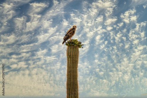 A hawk on a Saguaro