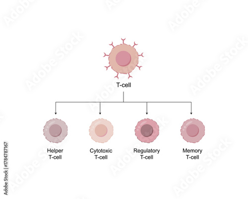 Types of T cell. Naive, regulatory and memory T Cell, helper T cell and cytotoxic T cell, CD Antigen Types., CD4 And CD8. Vector Illustration.