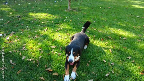 The Entlebucher Mountain Dog is trained to crawl on command!
