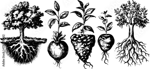 Illustration set of trees and vegetables with roots. Black and white vector art highlighting plant growth and agricultural themes.