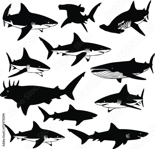  need a kinds of different sharks vector art silhoueette with white background