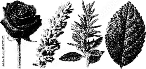 Illustration of roses and leaves in vintage style. Black outline, hand-drawn engravings in a botanical set for decorative vector use.