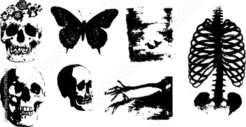 Graphic illustration of a set of skulls, a butterfly, and a ribcage. Monochrome vector design with detailed artistic elements.