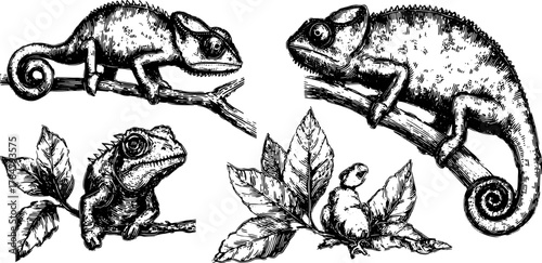 Chameleon and frog illustrations in vintage black and white style. Detailed drawing set featuring nature elements in vector form.