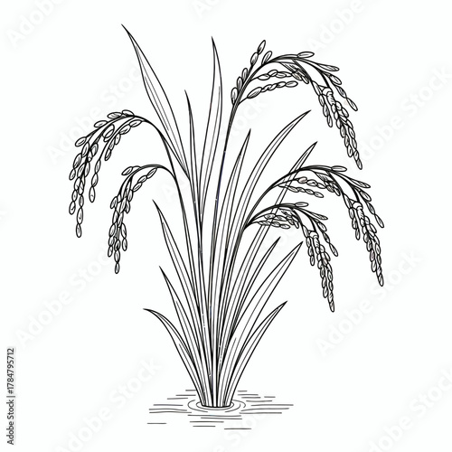 Detailed Rice Plant Illustration Featuring Grains and Stalks in Black and White for Agricultural Concepts