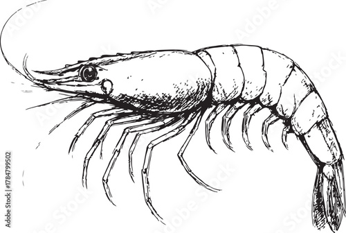 vector illustration of shrimp black and white pencil draw