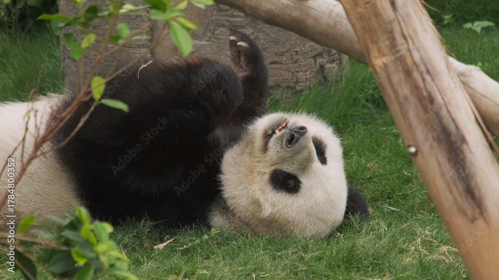 Naklejka premium Fun giant panda bear lies down