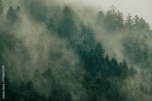 Fototapeta Naklejka Na Ścianę i Meble -  Fog hanging over the mountain forest.