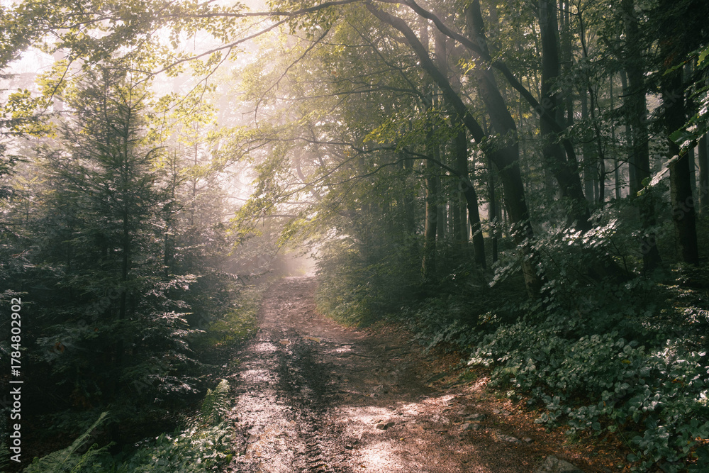 Obraz premium Rays of sunlight illuminating the forest path.