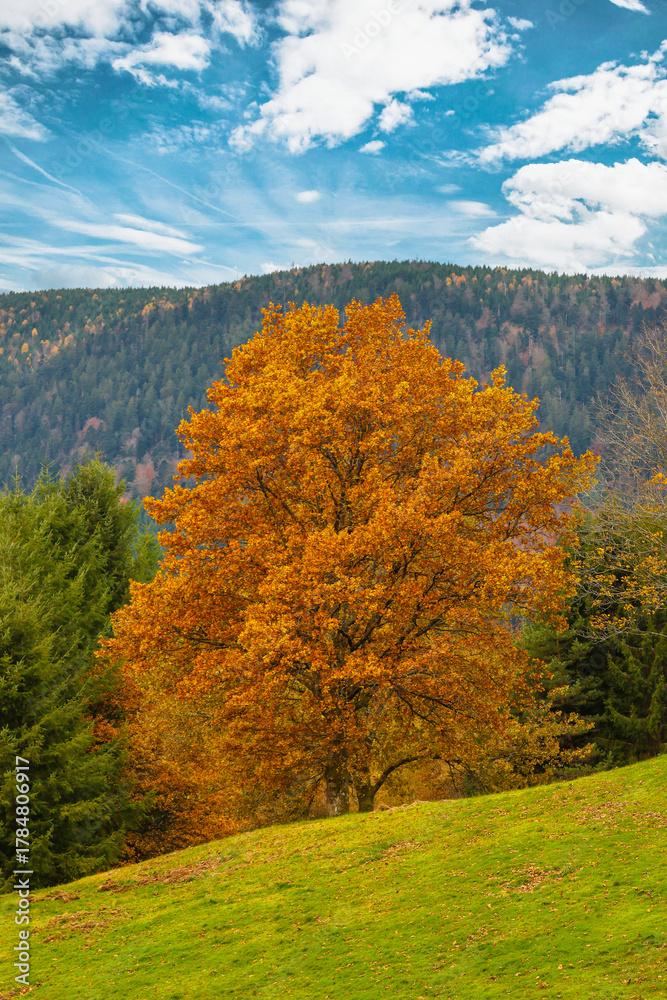 Fototapeta premium Arbres en Automne 