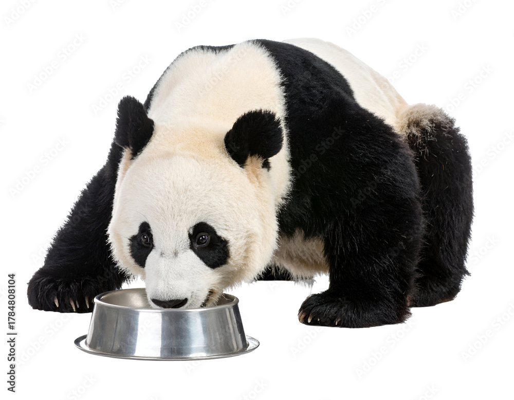 Fototapeta premium Young panda bear eating from a metal bowl with a playful and curious expression on its face