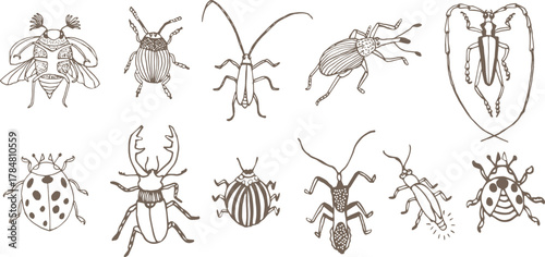 a set of hand-drawn insect illustrations in doodle or line art style