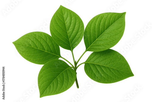 Fresh green leaves growing on a sprig, symbolizing nature, growth, environment, eco-friendliness, and organic plant life