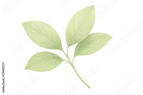 Green plant sprig with fresh leaves, botanical watercolor illustration on transparent background, natural element