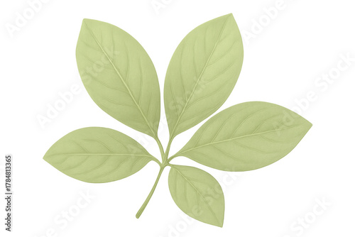 Green compound leaf illustration on a transparent background, depicting fresh botanical elements, nature, and organic themes