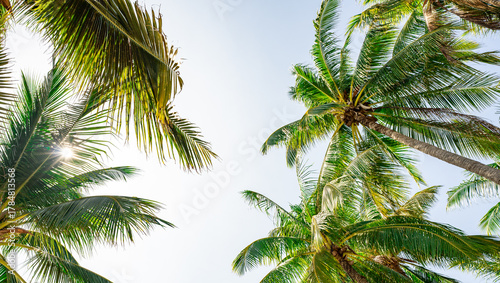 Fototapeta Naklejka Na Ścianę i Meble -  Bottom up view of coconut palm tree with lush green leaves against bright sunny sky at tropical paradise beach in summer, perfect for summer vacation holiday travel and tropical destination concept.
