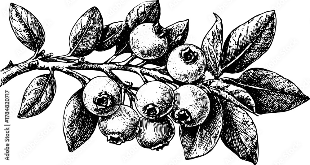 Naklejka premium Black and white vintage line drawing of blueberries and leaves on a branch. Detailed vector illustration in engraving style.