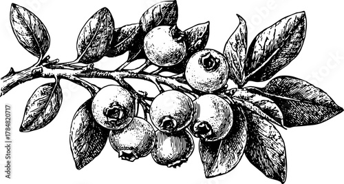 Black and white vintage line drawing of blueberries and leaves on a branch. Detailed vector illustration in engraving style.