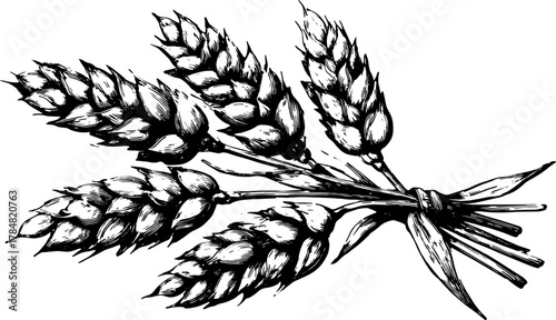 Vintage illustration of a wheat sprig in black and white. Detailed hand-drawn vector illustration of agricultural beauty.