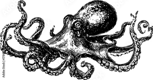 Octopus engraving in vintage style. Detailed black outline drawing showcasing this ocean creature in a vector illustration set.