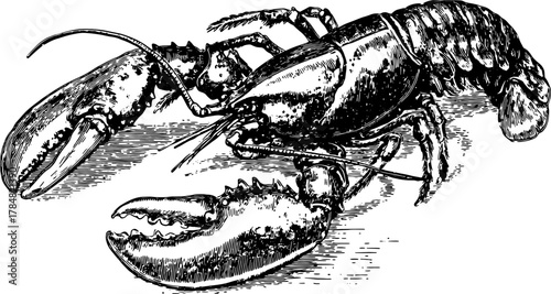 Lobster engraving in retro style. This vintage black outline drawing serves as a vector illustration for seafood-themed projects.
