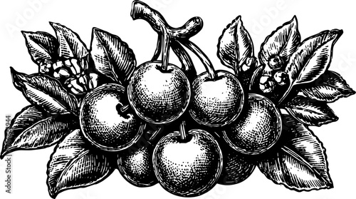 Vintage engraving of an apple fruit set with leaves. A detailed black outline illustration in vector format.