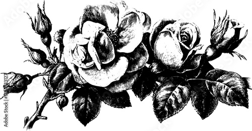 Engraved roses set in black outlines with hand-drawn elements. This vintage vector illustration showcases detailed botanical artistry.