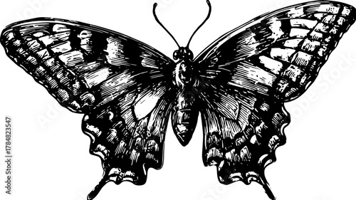 Butterfly engraving in black outline style. Vintage vector illustration showcasing a detailed nature design set.