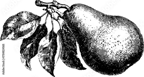 Pear fruit with leaves on branch in handdrawn engraving style. Black and white vintage botanical vector illustration with detailed shading.