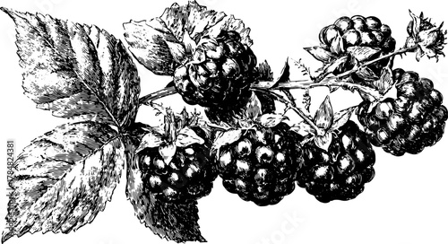 Blackberry branch with leaves and berries in vintage style. Botanical set monochrome vector illustration with engraving and sketch elements.