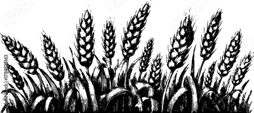 Wheat plant vector illustration in black and white. Detailed drawing depicting the crop with realistic texture and outline features.