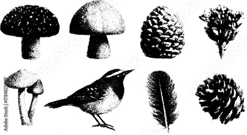 Nature illustration set featuring mushrooms, a bird, pinecones, and a feather in a vintage engraving style. Detailed vector illustration.