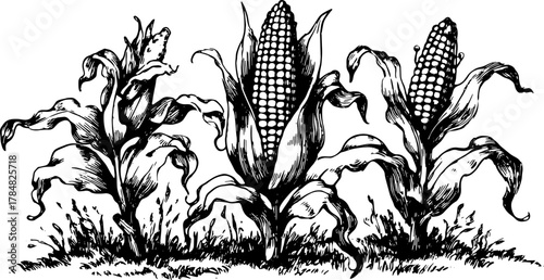 Corn plant illustration in black and white. Detailed hand-drawn vector design showcasing natural elements in a set of agricultural themes.