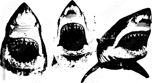 Shark illustration in black and white. Detailed vector graphic set featuring aggressive jaws and sharp teeth, showcasing the marine predator.