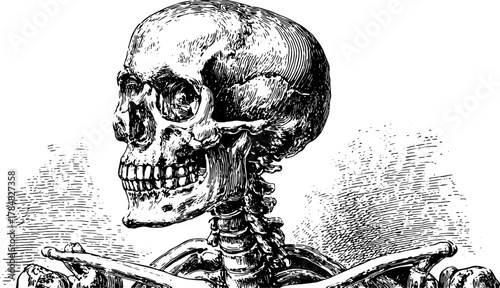 Skeleton illustration in vintage engraving style. Detailed black line drawing set for educational use, featuring vector elements.