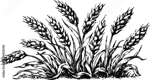 Wheat plant illustration in black and white. A detailed vector drawing showcasing agricultural elements in a natural setting.